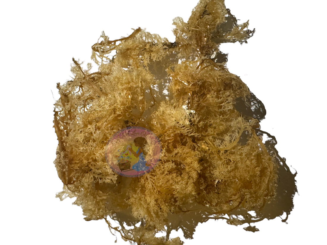 Premium Wildcrafted Seamoss from Trinidad