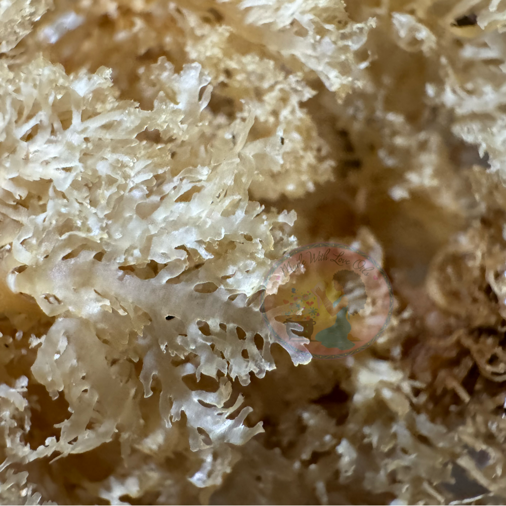 Premium Wildcrafted Seamoss from Trinidad